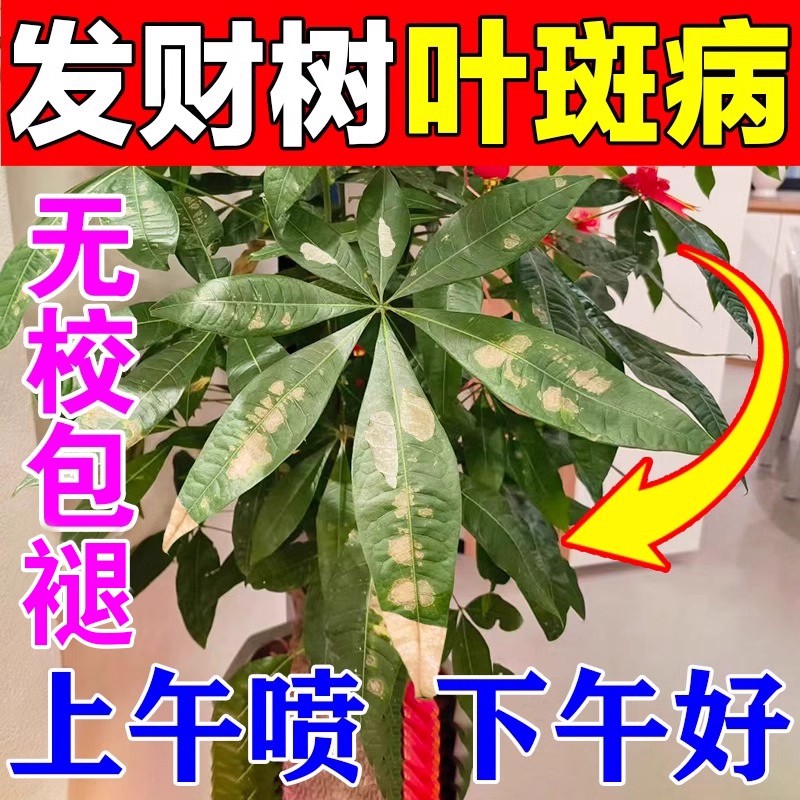 发财树专用营养液肥料黄叶枯叶黄斑烂根叶斑病专用药白斑病杀菌剂