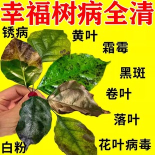 幸福树杀虫剂叶斑病专用药黄叶枯叶烂根黑斑白粉病专用肥料营养液