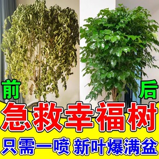 幸福树专用肥料营养液急救叶子干枯落叶发黄掉叶子营养液杀虫药剂