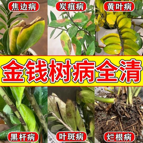 金钱树专用营养液黄叶烂根专用药促生根叶子发黄药枯叶黑斑病肥料