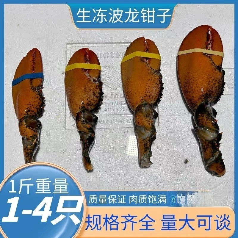 网红波士顿龙虾大钳子生冻大龙虾冻虾