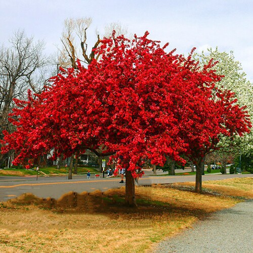 海棠树苗庭院地栽大型高杆