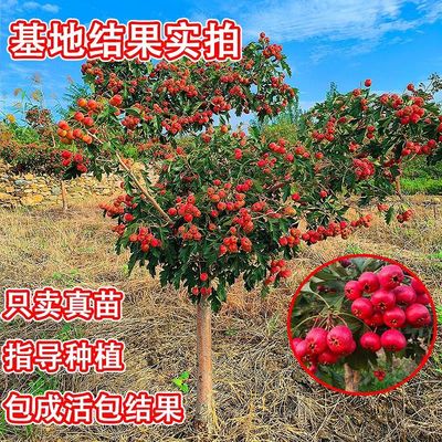 特大山楂树活苗庭院果树南方北方种植甜红子无籽地载黄山楂树老庄