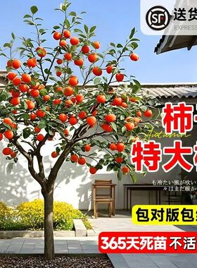 柿子苗树庭院果树特大无核脆甜牛心火晶太秋南北方种植柿子树果苗