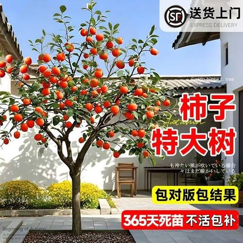 柿子树庭院特大号脆甜火晶太秋