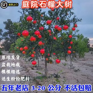 特大石榴树树苗庭院果树突尼斯软籽无籽甜盆栽地栽老桩石榴果树苗