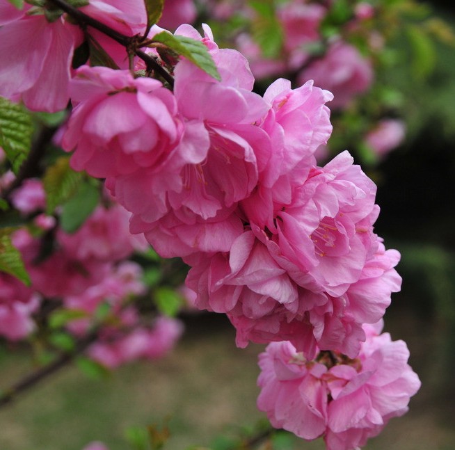 红梅花苗庭院植物地m栽盆栽美观梅花树苗红室内阳台红