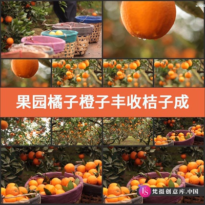 实拍果园橘子橙子丰收视频素材桔子成熟收获季节桔园果农采摘水果