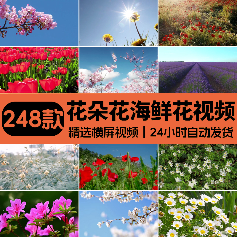 高清花朵花海鲜花花草植物绿植花卉唯美自然治愈系风景4K视频素材