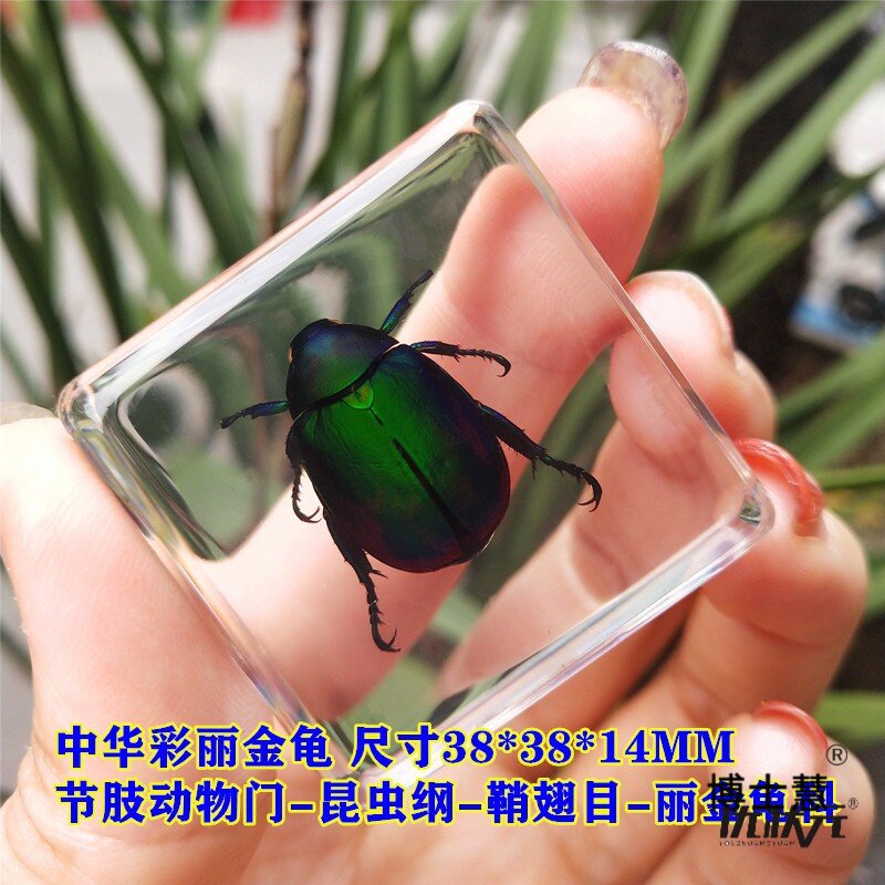 곤충 하위 식물 표본 사마귀 동물 잠자리 수지 접착제 거미 실제 곤충 딱정벌레 과학 도마뱀 바다