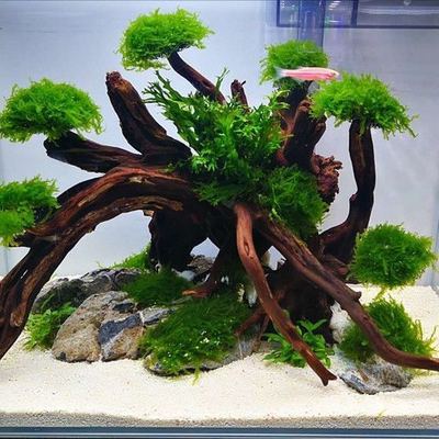 鱼缸造景摆件紫柚木沉木树枝树根