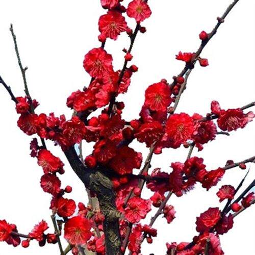 红梅花树苗骨里红梅苗美人梅树桩庭院别墅盆栽耐寒浓香型花卉植物