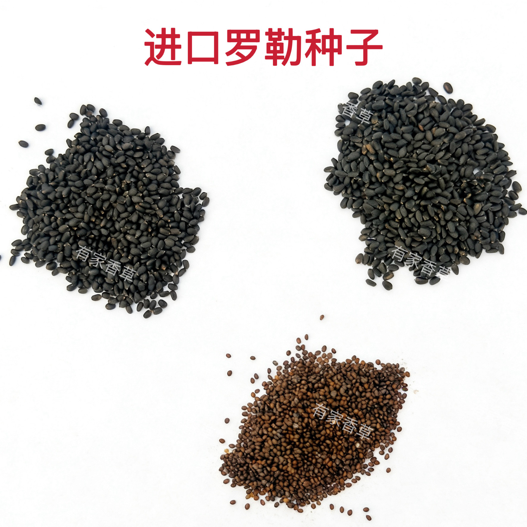 可食用进口香草罗勒种子