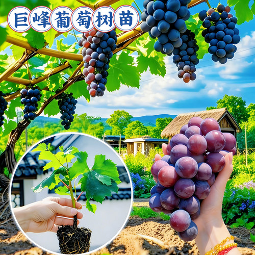 巨峰葡萄苗阳光玫瑰苗美人指树苗