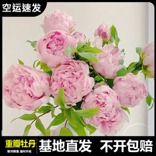 【空运速发】牡丹鲜花牡丹花束鲜花芍药鲜切花重瓣花店基地直发