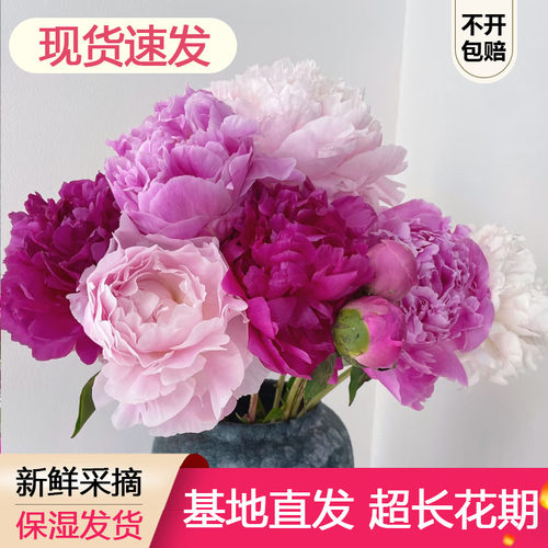 1【混搭福利!现货速发】10支山东重瓣芍药鲜切花混搭