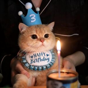 猫咪生日围脖口水巾宠物小配饰小猫围兜围巾装饰帽子围嘴拍照道具