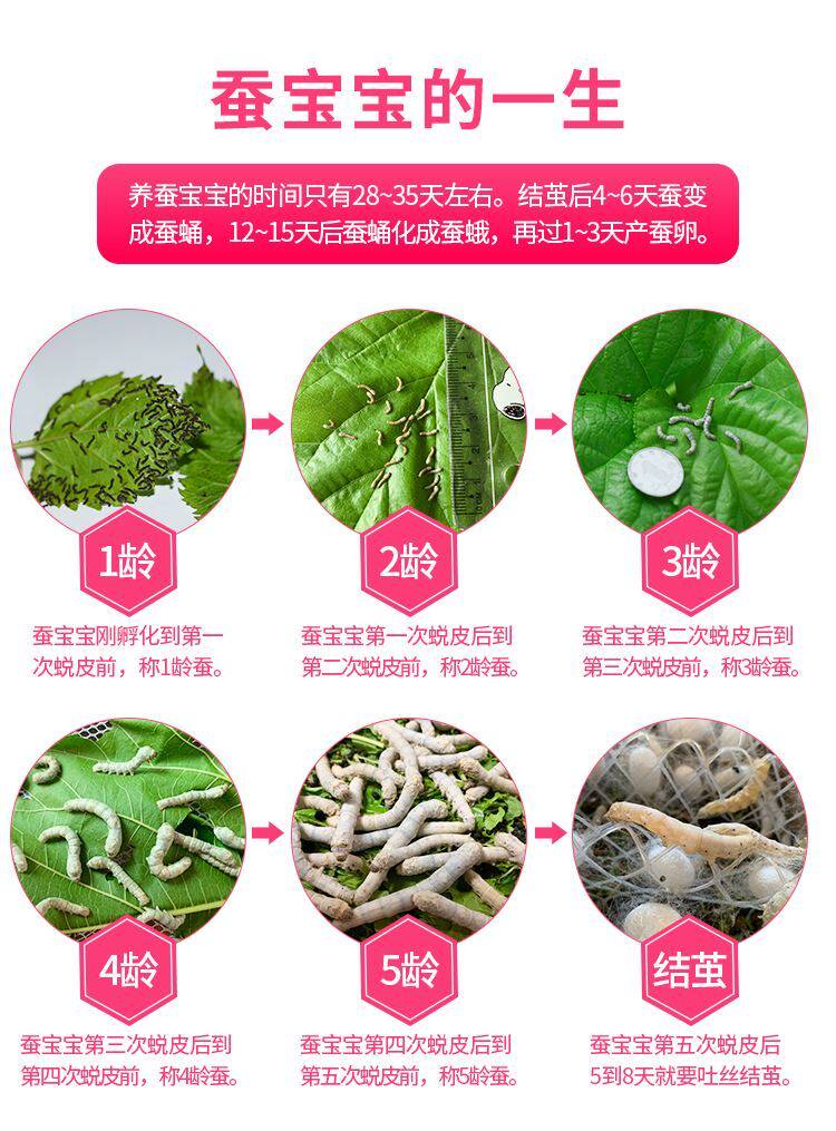 蚕宝宝吃的桑叶g茧子蚕子家e蚕蚕卵套餐好养蚕虫宠物桑蚕养殖学生