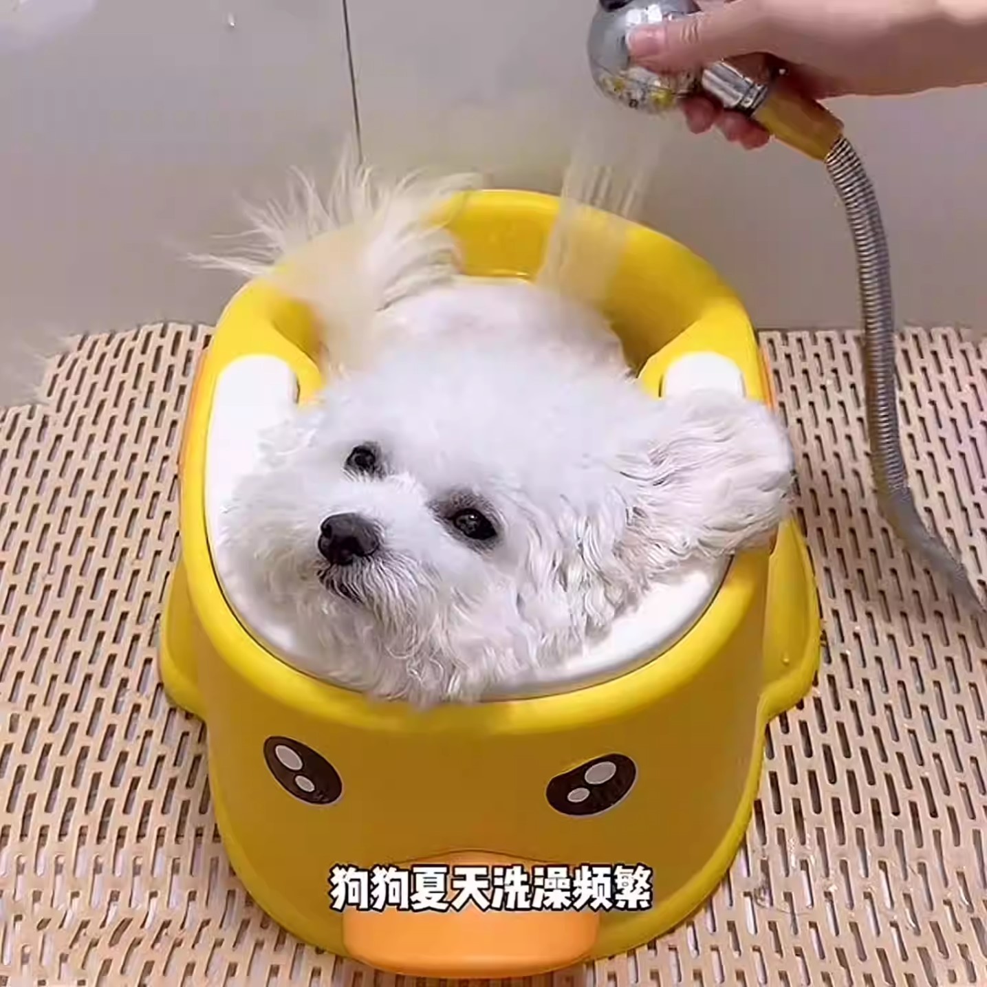 小体比熊狗狗专用洗澡盆宠物浴盆泡澡桶小型幼犬生活用品全套工具