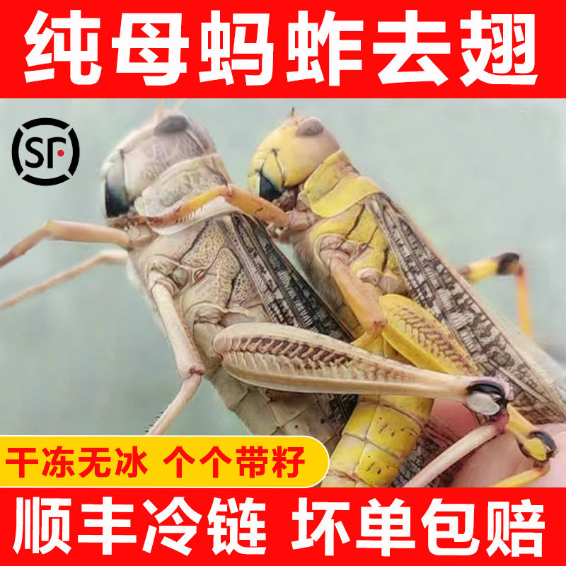 新鲜蚂蚱蝗虫活体冷冻油炸即食纯母带籽蚱蜢烧烤食用活虫商用