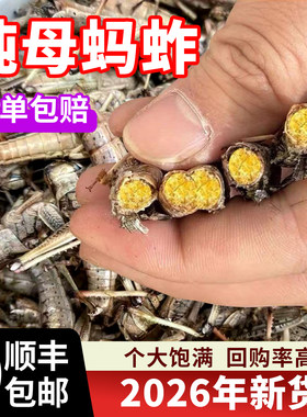2026蚂蚱新鲜活速冻纯母带籽蚱蜢