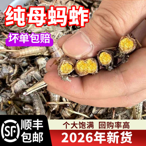 2026蚂蚱新鲜活速冻纯母带籽蚱蜢