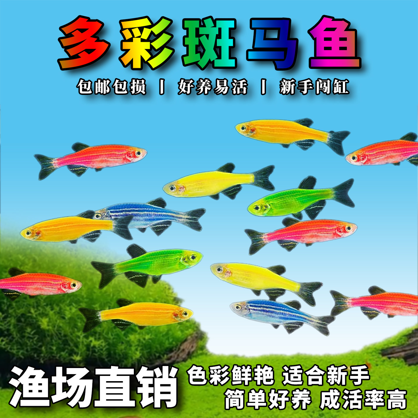 特价闯缸鱼斑马鱼观赏鱼七彩糖果大号群游小型热带灯科鱼淡水耐活