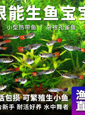 练手孔雀鱼杂袍闯缸鱼大肚鱼繁殖热带鱼胎生鱼淡水宠物吃蚊子幼虫