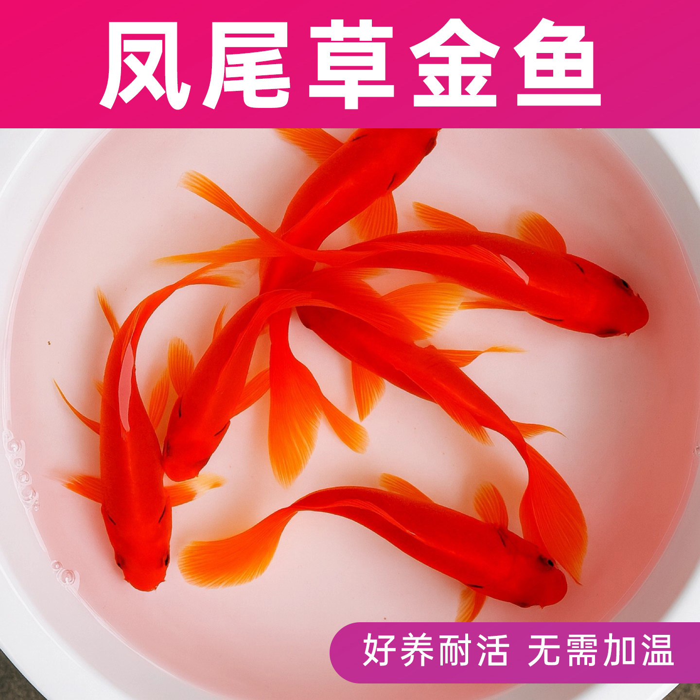 红草金鱼活体观赏鱼淡水鱼冷水鱼小型鱼苗成鱼好养耐活无需加温