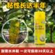 果得刚瓜果实蝇诱粘剂灭针蜂克星诱捕器引诱剂果园菜园果树杀虫剂