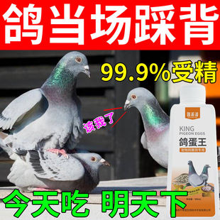 专治鸽子不下蛋不受精不踩背不抱窝软蛋下软蛋加快踩背繁殖产蛋素