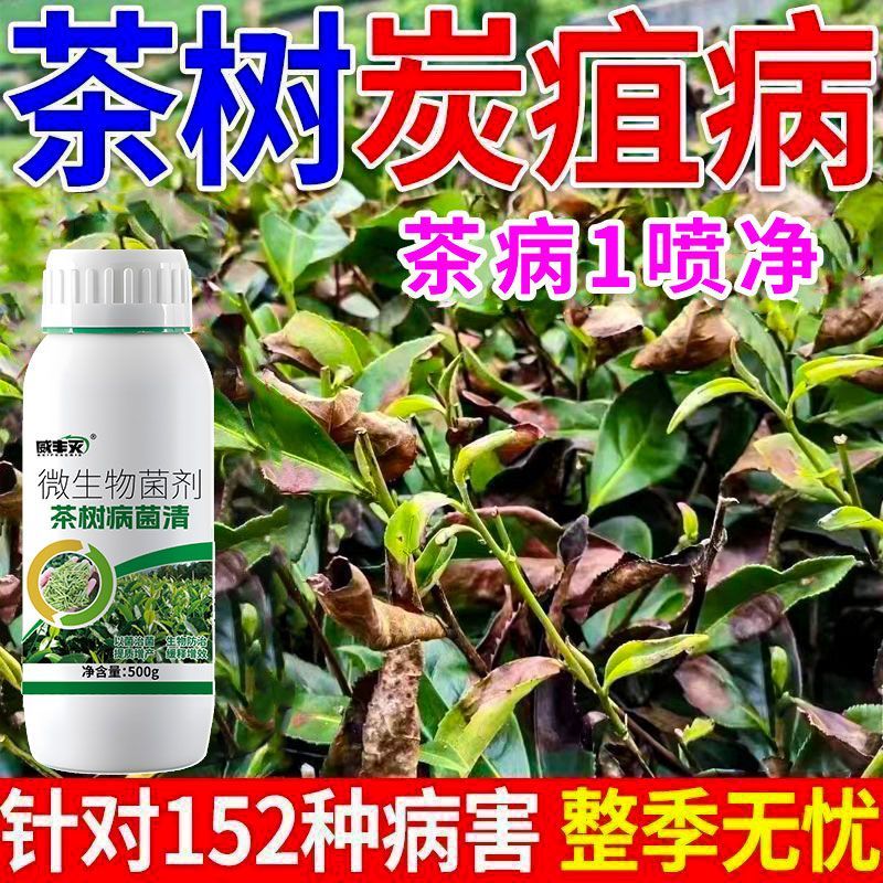茶树病全治专用杀菌剂卷叶