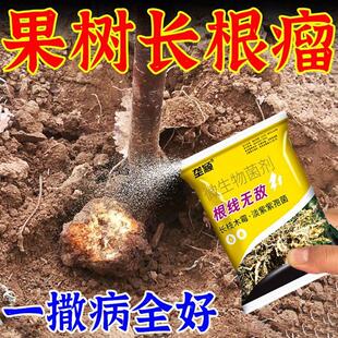 根瘤病根瘤菌快速脱落果树大樱桃树微生物菌剂专用防腐烂根结线虫