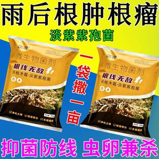 农用根结线虫专用剂淡紫紫孢菌根结根瘤除菌根线灵地下根通用菌剂