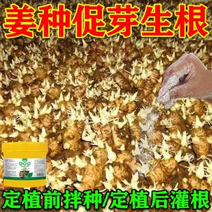 生姜拌种剂催芽生根提高发芽壮苗促分杈防姜瘟杀菌姜种大姜浸种剂