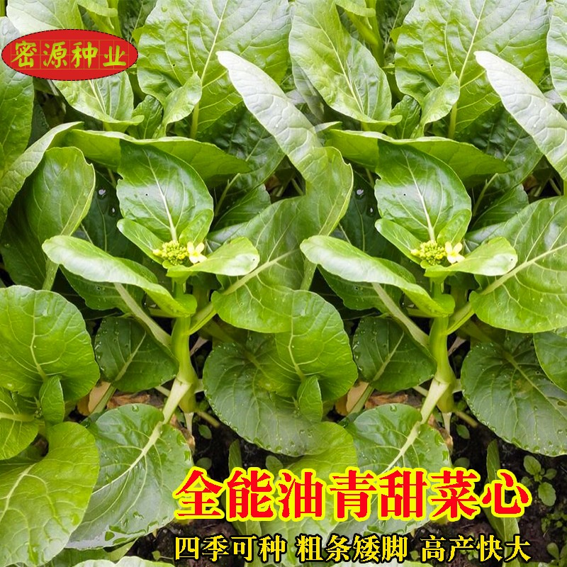 油青广东菜心四季青菜蔬菜种子