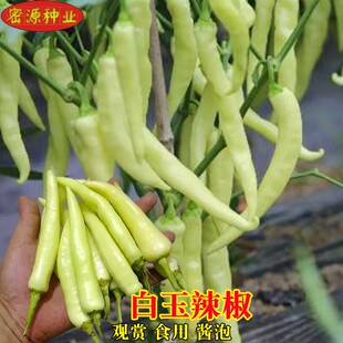 白玉辣椒种子尖椒超辣白辣椒泡椒种春秋四季阳台盆栽农家蔬菜种孑