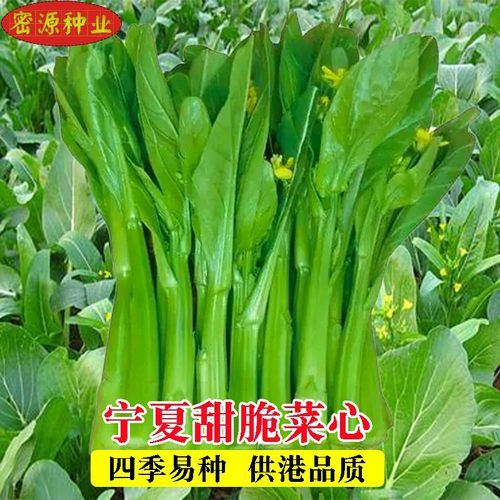 宁夏菜心种子四季油菜蔬菜种孑
