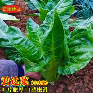 君达菜青梗牛皮菜种子大叶厚合菜饭迟唛猪食菜种籽春秋季播蔬菜孑