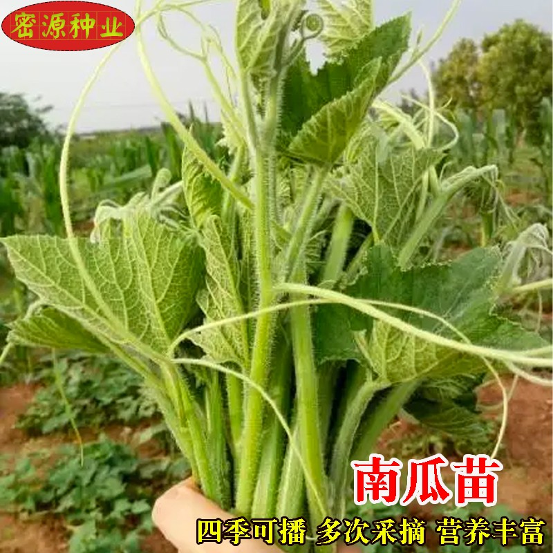 农家嫩叶蔬菜种孑盆栽田园南瓜苗