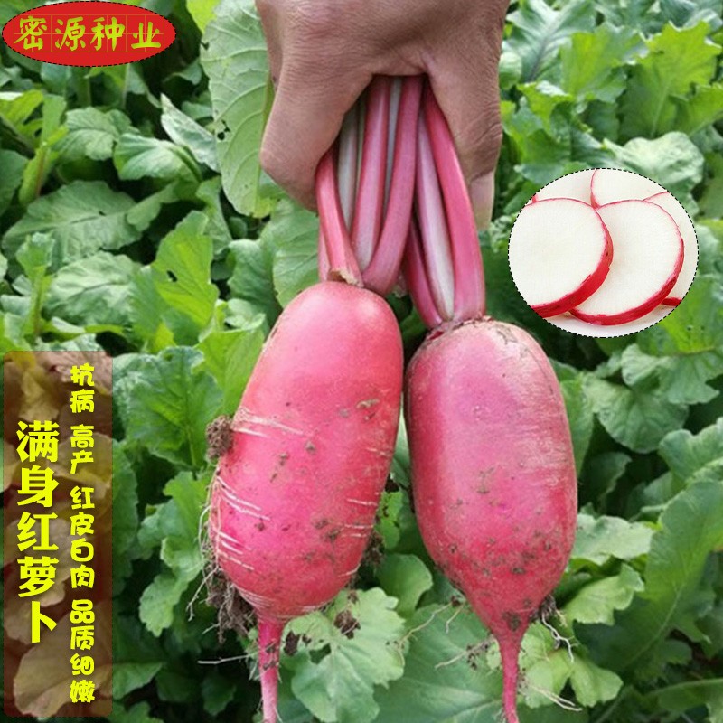 农家水果萝卜高产蔬菜种子图片