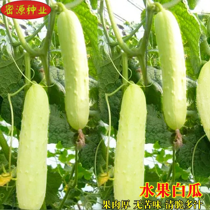 水果白瓜种孑白玉黄瓜白青瓜秧苗盆栽庭院早熟春秋季农家蔬菜种子