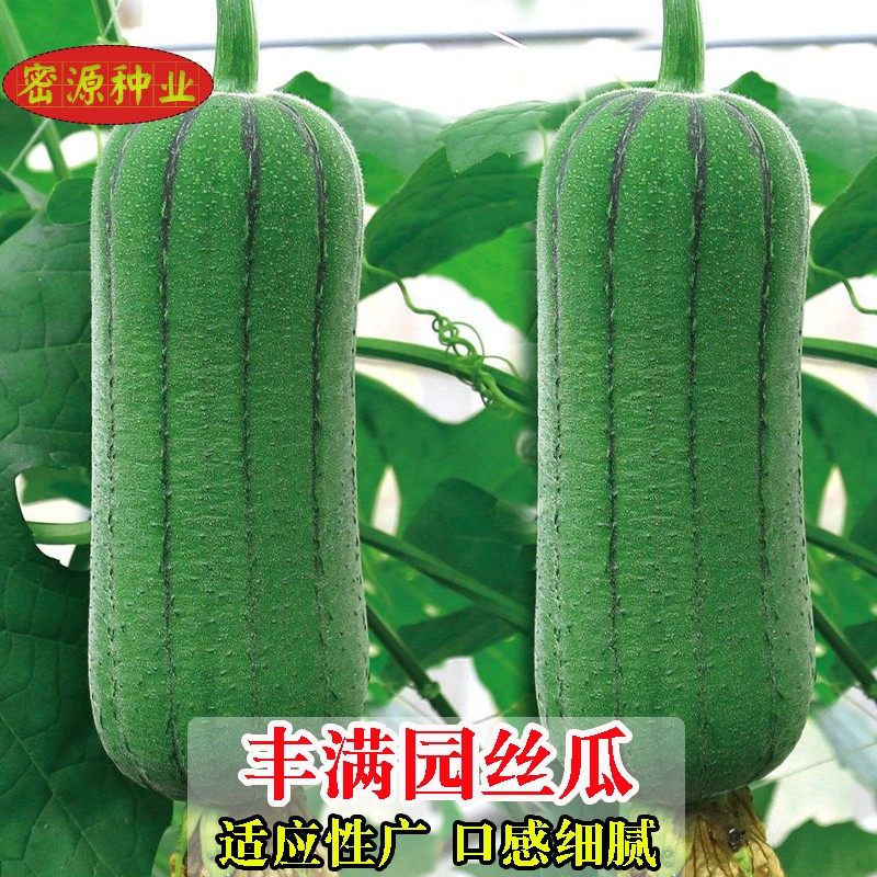 肉丝瓜种子春秋高产早熟短棒厚肉絮瓜水瓜种籽春秋季农家蔬菜种孑