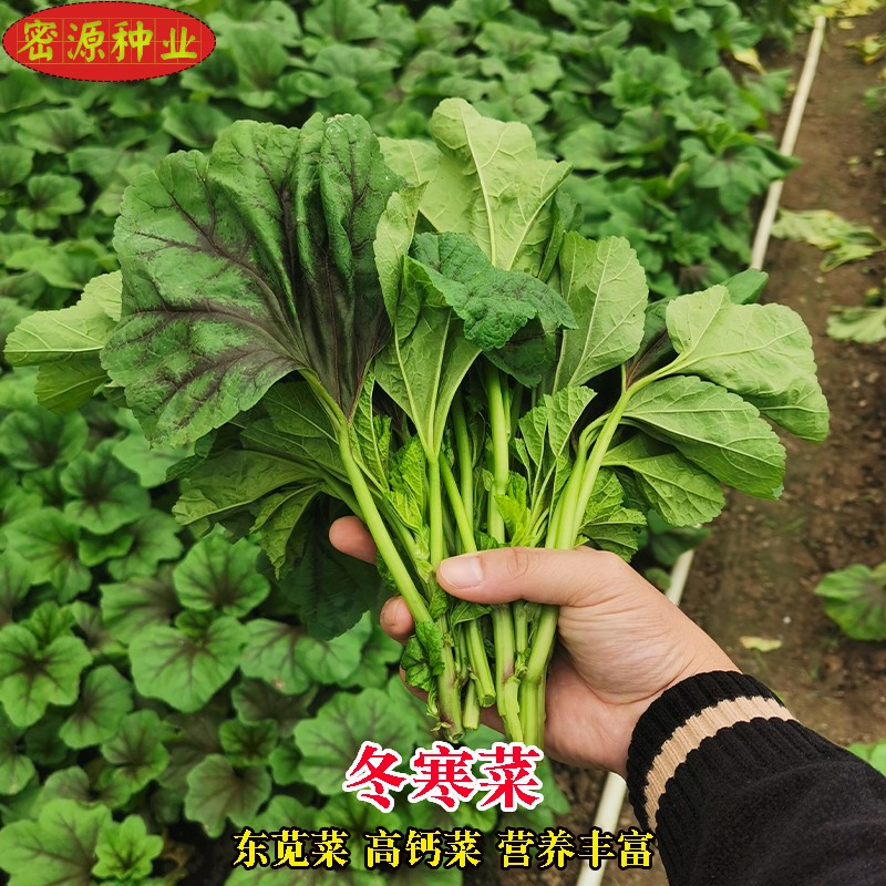 冬寒菜种子冬苋菜籽东汉菜马蹄菜高钙菜野菜阳台盆栽田园蔬菜种孑-封面