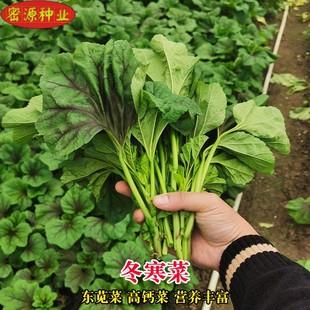 冬寒菜种子冬苋菜籽东汉菜马蹄菜高钙菜野菜阳台盆栽田园蔬菜种孑