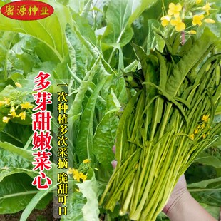 多芽甜嫩菜心种子柳叶菜心种籽四季易种植阳台农家田园蔬菜菜种孑