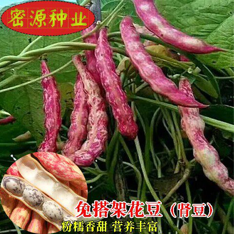 花豆种子春季播矮生雀蛋豆凤豆荷包豆种籽大田菜园阳台蔬菜种孑籽
