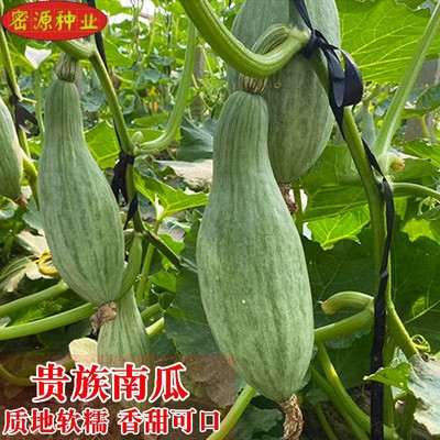 贵族南瓜种子新疆丑瓜新奇特板栗