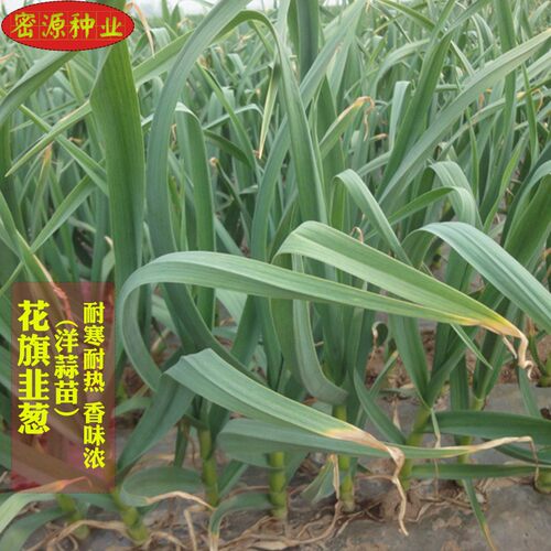 蔬菜蒜苗高产盆栽种孑四季葱