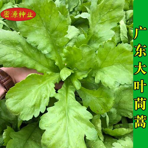 四季盆栽大田皇帝菜种籽简单易